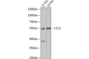 Western blot analysis of extracts of various cell lines, using CTU2 antibody (ABIN6133467, ABIN6139245, ABIN6139246 and ABIN6216827) at 1:3000 dilution.