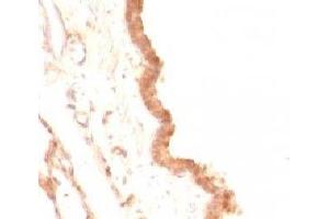 Formalin-fixed, paraffin-embedded rat lung stained with Glypican-3 antibody (GPC3/863) (Glypican 3 anticorps)
