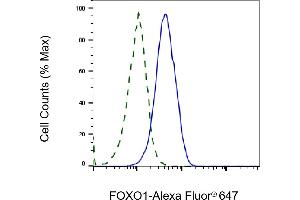 Validation of FOXO1 knockdown using flow cytometry. (Recombinant FOXO1 anticorps)