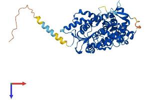 AlphaFold protein structure predicition of Mouse Recombinant Cyp19a1 Protein, UniprotID P28649