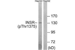 Western blot analysis of extracts from HepG2 cells using INSR (Phospho-Thr1375) Antibody. (Insulin Receptor anticorps  (pThr1375))