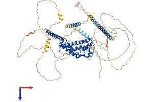 AlphaFold protein structure predicition of Mouse Recombinant Prox1 Protein, UniprotID P48437