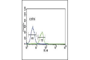 Flow cytometric analysis of K562 cells (right histogram) compared to a negative control cell (left histogram). (LRRN3 anticorps  (N-Term))