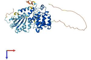 AlphaFold protein structure predicition of Mouse Recombinant Arhgap8 Protein, UniprotID Q9CXP4