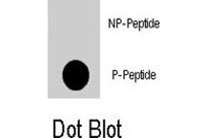 Dot blot analysis of NFATC2 (phospho S330) polyclonal antibody  on nitrocellulose membrane. (NFAT1 anticorps  (pSer330))
