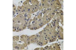Immunohistochemistry of paraffin-embedded human stomach using IL33 antibody (ABIN6290531) (40x lens). (IL-33 anticorps)