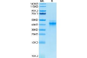 Biotinylated Human IL-12 on Tris-Bis PAGE under reduced condition.