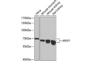 Western blot analysis of extracts of various cell lines using APLP1 Polyclonal Antibody at dilution of 1:1000. (APLP1 anticorps)