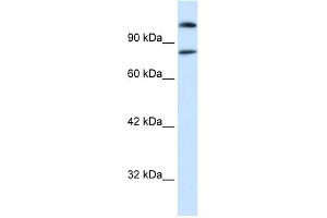 WB Suggested Anti-SREBF2 Antibody Titration:  0.