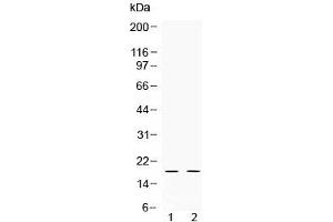 Western blot testing of 1) rat testis and 2) human HeLa lysate with Alpha Defensin 1 antibody at 0. (alpha Defensin 1 anticorps  (AA 65-94))