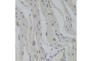 Immunohistochemistry of paraffin-embedded mouse heart using NASP Antibody.