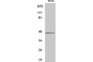 Western Blotting (WB) image for anti-UDP-Gal:betaGlcNAc beta 1,4- Galactosyltransferase, Polypeptide 5 (B4GALT5) (C-Term) antibody (ABIN3180961)