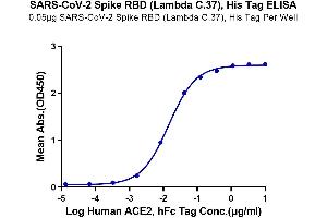 Immobilized SARS-CoV-2 Spike RBD (Lambda C.