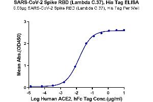 ELISA image for SARS-CoV-2 Spike (C.37 - Lambda), (RBD) protein (His tag) (ABIN7275136)
