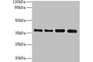 Western blot All lanes: TMEM19 antibody at 1 μg/mL Lane 1: MCF-7 whole cell lysate Lane 2: U251 whole cell lysate Lane 3: Mouse stomach tissue Lane 4: A549 whole cell lysate Secondary Goat polyclonal to rabbit IgG at 1/10000 dilution Predicted band size: 37, 33 kDa Observed band size: 37 kDa (TMEM19 anticorps  (AA 105-217))