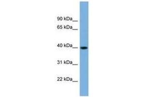 Image no. 1 for anti-SUMO1 Activating Enzyme Subunit 1 (SAE1) (N-Term) antibody (ABIN6743621) (SAE1 anticorps  (N-Term))