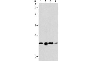 Western Blotting (WB) image for anti-Peroxiredoxin 2 (PRDX2) antibody (ABIN2431788) (Peroxiredoxin 2 anticorps)
