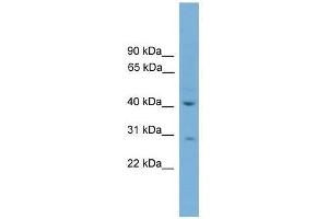 HAPLN4 antibody used at 0. (HAPLN4 anticorps  (C-Term))