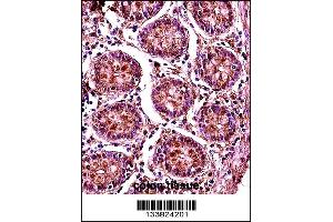 SMC1B Antibody immunohistochemistry analysis in formalin fixed and paraffin embedded human colon tissue followed by peroxidase conjugation of the secondary antibody and DAB staining. (SMC1B anticorps  (AA 737-765))