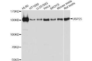 Western blot analysis of extracts of various cell lines, using USP25 antibody (ABIN6292328) at 1:1000 dilution. (USP25 anticorps)