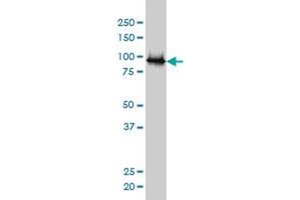 ube3a antibody  (AA 51-150)
