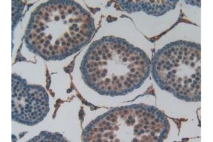 IHC-P analysis of Rat Testis Tissue, with DAB staining. (KNG1 anticorps  (AA 378-430))