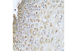 Immunohistochemistry of paraffin-embedded human esophagus using PHB2 antibody. (Prohibitin 2 anticorps  (AA 1-299))