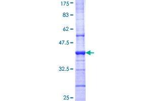 Image no. 1 for gamma-aminobutyric Acid (GABA) A Receptor, Subunit beta 1 (GABRB1) (AA 28-136) protein (GST tag) (ABIN1354658)