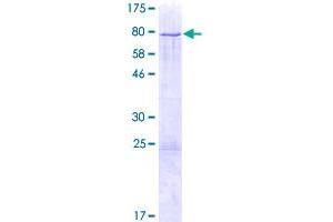 Image no. 1 for Zinc Finger Protein 213 (ZNF213) (AA 1-459) protein (GST tag) (ABIN1325980)