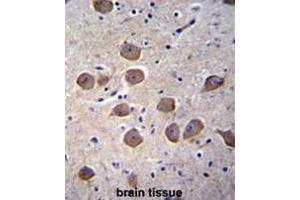 CTNND2 Antibody (C-term) immunohistochemistry analysis in formalin fixed and paraffin embedded human brain tissue followed by peroxidase conjugation of the secondary antibody and DAB staining. (CTNND2 anticorps  (C-Term))