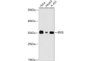 Western blot analysis of extracts of various cell lines using IFI35 Polyclonal Antibody at dilution of 1:1000. (IFI35 anticorps)