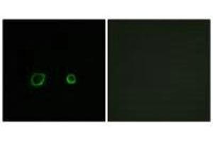 Immunofluorescence analysis of A549 cells, using CNTN4 antibody. (Contactin 4 anticorps)