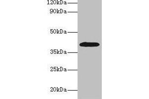 Western blot All lanes: ADH1B antibody at 2 μg/mL + HepG2 whole cell lysate Secondary Goat polyclonal to rabbit IgG at 1/15000 dilution Predicted band size: 40, 36 kDa Observed band size: 40 kDa (ADH1B anticorps  (AA 2-375))