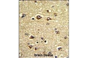 Formalin-fixed and paraffin-embedded human brain tissue reacted with GAS7 Antibody (C-term), which was peroxidase-conjugated to the secondary antibody, followed by DAB staining.