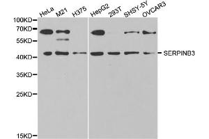 Western blot analysis of extracts of various cell lines, using SERPINB3 antibody (ABIN5973145) at 1/1000 dilution. (SERPINB3 anticorps)