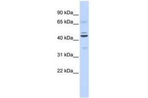 Image no. 1 for anti-Zinc finger protein ubi-d4 (DPF2) (C-Term) antibody (ABIN6740555) (DPF2 anticorps  (C-Term))
