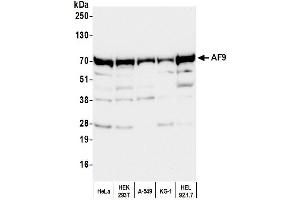 Western Blotting (WB) image for anti-Protein AF-9 (MLLT3) (AA 200-250) antibody (ABIN7449950)