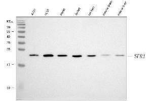 Western blot analysis of SFR1 using anti-SFR1 antibody (ABIN7603090).