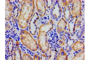 Immunohistochemistry of paraffin-embedded human kidney tissue using ABIN7153886 at dilution of 1:100