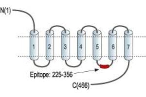 Cholinergic Receptor, Muscarinic 2 (CHRM2) peptide