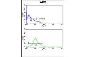 Flow cytometry analysis of CEM cells using KCNJ11 Antibody (N-term) Cat. (KCNJ11 anticorps  (N-Term))