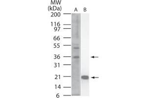 Image no. 1 for anti-Interleukin 33 (IL33) (AA 112-270) antibody (ABIN959935) (IL-33 anticorps  (AA 112-270))