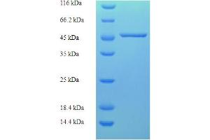SDS-PAGE (SDS) image for Capping Protein (Actin Filament) Muscle Z-Line, alpha 2 (CAPZA2) (AA 2-286) protein (His-SUMO Tag) (ABIN5709197)
