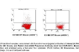 FACS Analysis of Endothelial Nitric Oxide Synthase (eNOS; NOS3) in Circulating Blood Cells in Mouse using Rabbit Anti-eNOS Polyclonal Antibody (bs-0163R-A647).