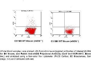 FACS Analysis of Endothelial Nitric Oxide Synthase (eNOS; NOS3) in Circulating Blood Cells in Mouse using Rabbit Anti-eNOS Polyclonal Antibody (bs-0163R-A647). (ENOS anticorps  (AA 1105-1202) (Alexa Fluor 647))