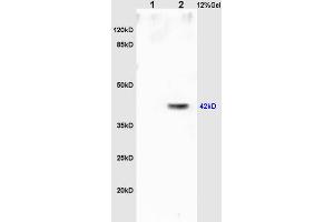 L1 rat brain lysates L2 rat heart lysates probed with Anti Oct-3/Oct-4 Polyclonal Antibody, Unconjugated (ABIN737826) at 1:200 overnight at 4 °C. (OCT4 anticorps  (AA 201-300))