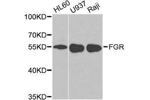 Western blot analysis of extracts of various cell lines, using FGR antibody.