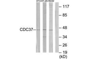 Western blot analysis of extracts from NIH-3T3/HT-29/RAW264. (CDC37 anticorps  (AA 231-280))