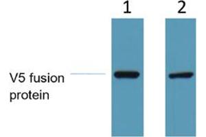 Western Blot analysis of 1 ug V5-tag fusion protein. (V5 Epitope Tag anticorps)