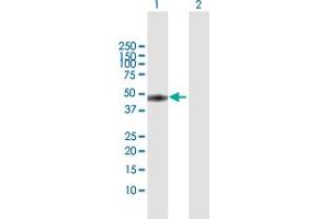 Western Blot analysis of MKRN2 expression in transfected 293T cell line by MKRN2 MaxPab polyclonal antibody. (MKRN2 anticorps  (AA 1-416))
